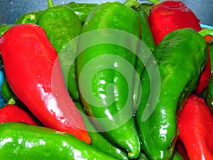 Juicy organic green and red peppers close up photo. Peppers covered with water drops.