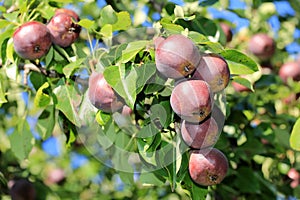 Juicy pears on a branch