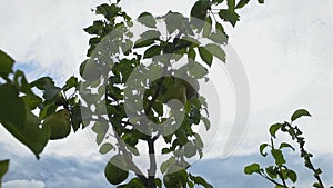 Juicy pears hanging on garden tree on blue sky background, healthy organic food