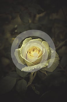 Juicy photo young spring flowers roses in vintage style