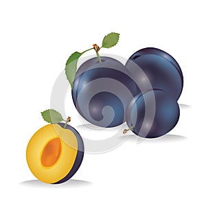 Juicy plum, delicious fruit on white background Vector illustration