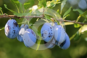 Juicy plums on a branch