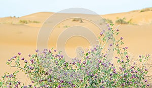 Juicy purple flowers in the desert of Kazakhstan
