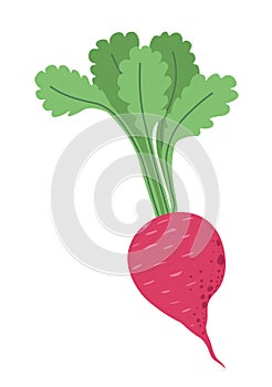 Juicy radish, beetroot with leaves, vegetable diet