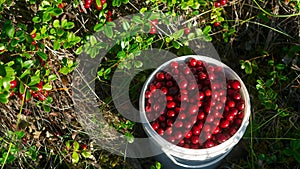 Juicy red berries of wild cranberries lie in a full bucket opposite the unassembled bushes of berries.