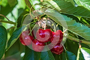 Juicy red cherries on the tree