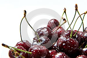 Juicy red cherry with drops of water on berries