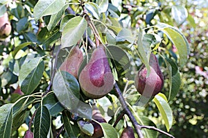 Juicy red pears on branches