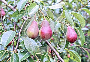 Juicy red pears on branches