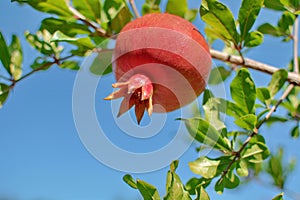 Juicy red pomegranate growing on a background of blue sky. Red p