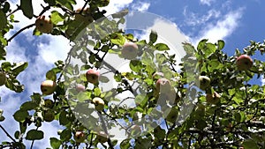 Juicy ripe apples hang on apple branches against the background of a summer blue sky with white clouds