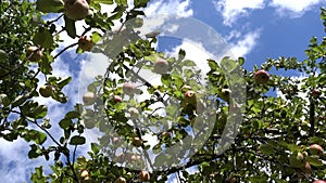 Juicy ripe apples hang on apple branches against the background of a summer blue sky with white clouds