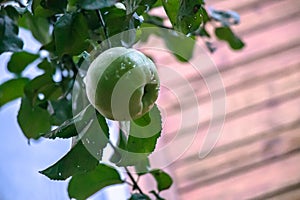 Juicy, ripe apples, illuminated by the rays of the sun on the branch of an apple tree.autumn fruit harvest photo