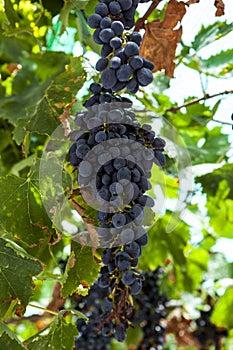 Juicy ripe bunch of grapes Cabernet Sauvignon. The vineyards of Greece.