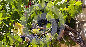 Juicy ripe bunch of grapes Cabernet Sauvignon. The vineyards of Greece.