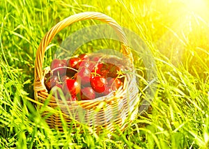 Juicy ripe cherries in a basket on the green grass