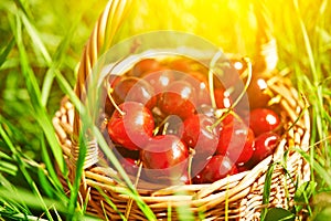 Juicy ripe cherries in a basket on the green grass