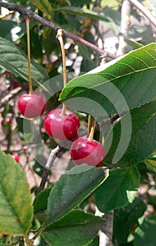 Juicy ripe cherries on a tree in the summer