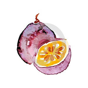 Juicy ripe chrysophyllum fruit watercolor hand painting vector Illustration