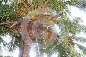 Juicy ripe coconut ready for picking