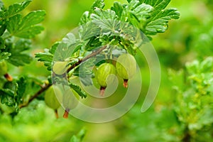 Juicy and ripe gooseberry berries on a branch