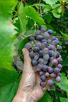 Juicy ripe grapes against the background of green leaves in the garden. A man`s hand holds a branch of grapes