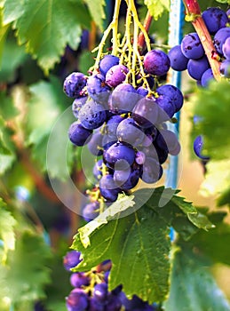 Harvesting of ripe grapes, Red wine grapes on vine in vineyard,
