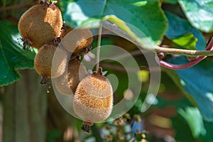 Juicy ripe kiwis on a tree