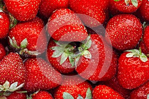 Juicy, ripe natural red strawberries without GMO. Strawberry - full frame. Close-up