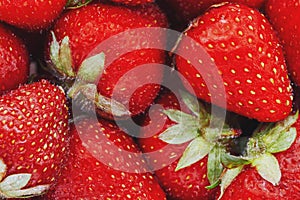 Juicy, ripe natural red strawberries without GMO. Strawberry - full frame. Close-up