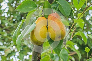 Juicy ripe pears on a green branch. Red and green fruits on a small tree