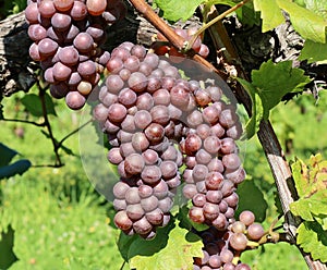 Juicy ripe Pinot Gris grapes hanging on vine under the sunlight photo