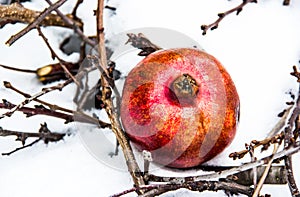 Juicy ripe pomegranate on white snow.