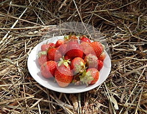 Juicy ripe red strawberries on a white plate on a background of hay