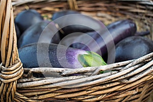 Juicy and ripe seasonal vegetables. Blue and purple eggplants in a wicker basket made from vine, after harvesting in summer and au