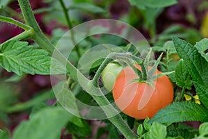 Juicy ripe tomato close-up on green fresh bush vintage eco background base design farmer