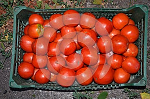 Juicy ripe tomatoes collected in a box.