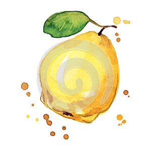 Juicy ripe yellow quince watercolor ilustration