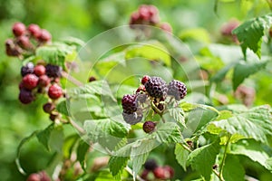 Juicy ripening berries of loganberry. Raspberry and Blackberry Hybrid