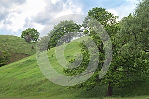 Juicy spring green hills. Beautiful real life wildlife nature in the reserve