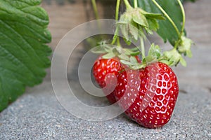 Juicy strawberries ripening over the garden wall on a paver walk