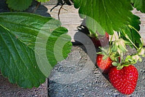 Juicy strawberries ripening in the sun over a paver walkway
