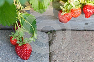 Juicy strawberries ripening on the vine over a paver walkway