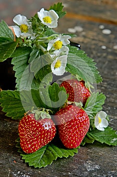 Juicy strawberry