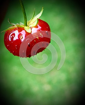 Juicy strawberry with green background