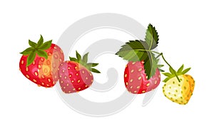 Juicy Strawberry Red Berries with Green Leaf Vector Set