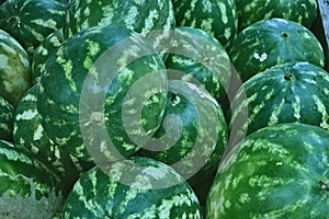 Juicy striped watermelons lying picturesquely on the counter of the store photo