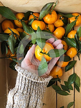 Juicy tangerines with green leaves in hand