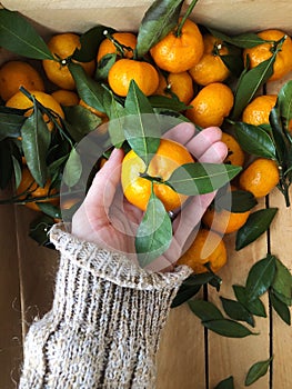 Juicy tangerines with green leaves in hand