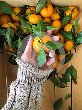 Juicy tangerines with green leaves in hand